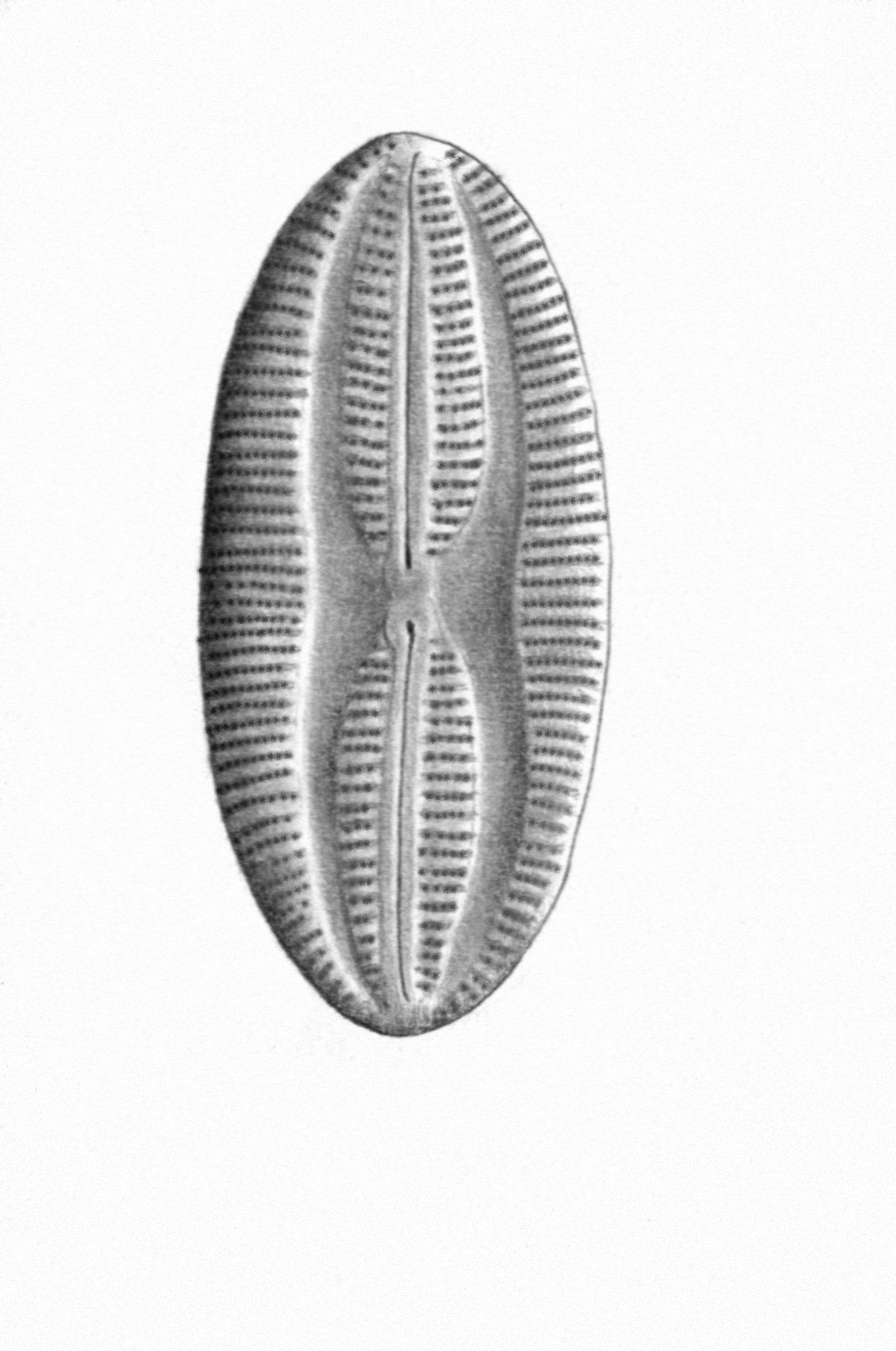 Dictyocha speculum
